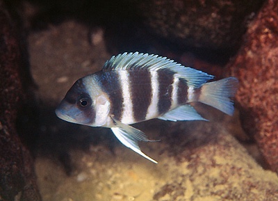 Cyphotilapia gibberosa 'Mamalesa'